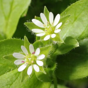 Vogelmuurplant met witte bloemen en groene bladeren in zonlicht.