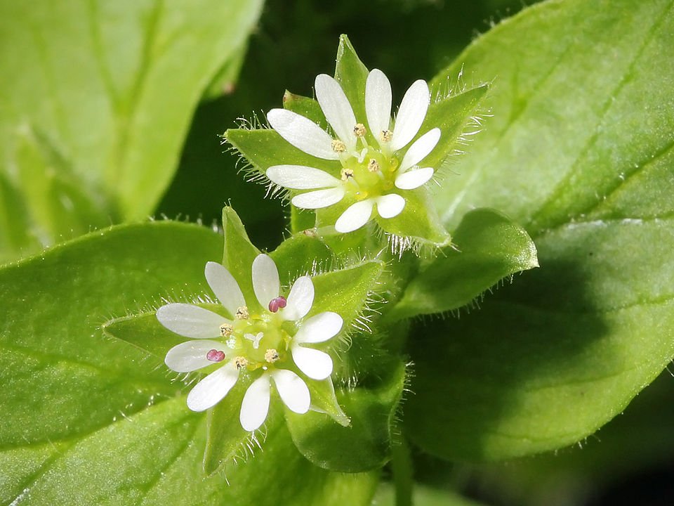 Vogelmuurplant met witte bloemen en groene bladeren in zonlicht.