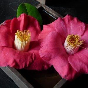Camellia japonica 'The Czar' met helderroze bloemen en diepgroene bladeren.