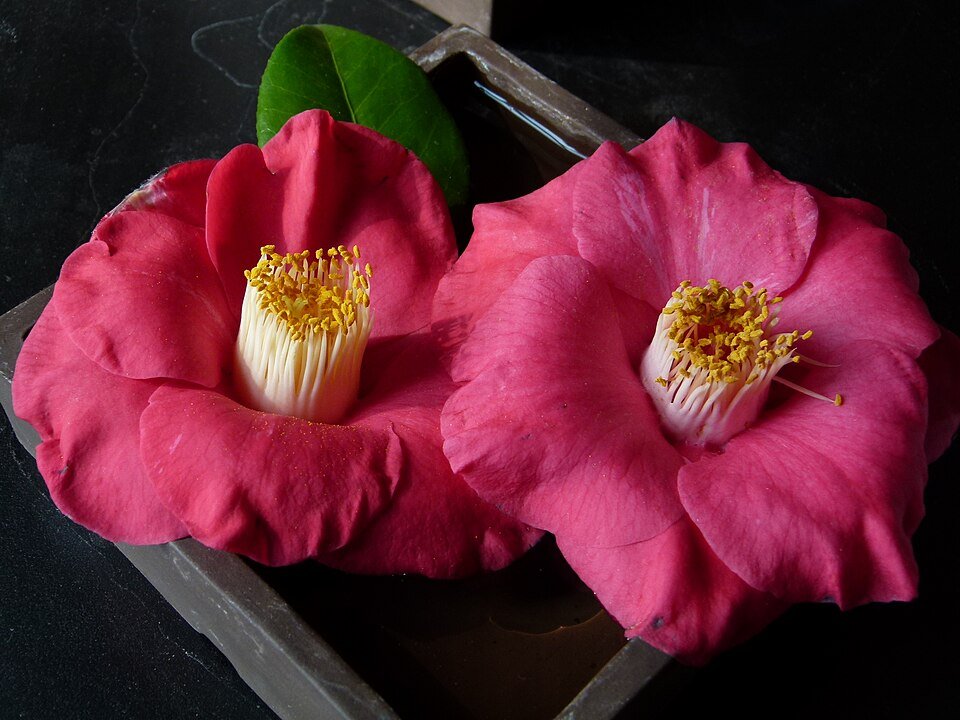 Camellia japonica 'The Czar' met helderroze bloemen en diepgroene bladeren.