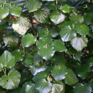 Kawakawa plant bladeren en bessen close-up op donkere achtergrond.