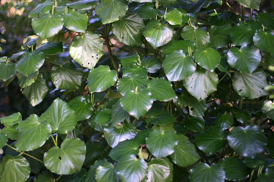 Kawakawa plant bladeren en bessen close-up op donkere achtergrond.