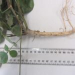 Rode koraalwinde bloemen tegen groen blad.