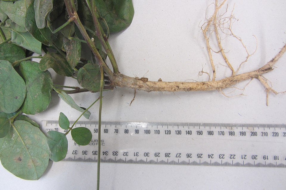 Rode koraalwinde bloemen tegen groen blad.