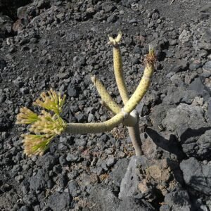 Kleinia neriifolia plant met lange groene bladeren in een kleigrond setting.