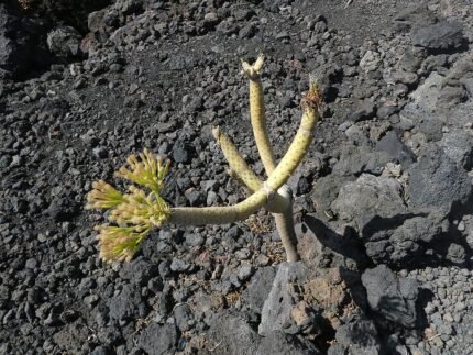 Kleinia neriifolia plant met lange groene bladeren in een kleigrond setting.