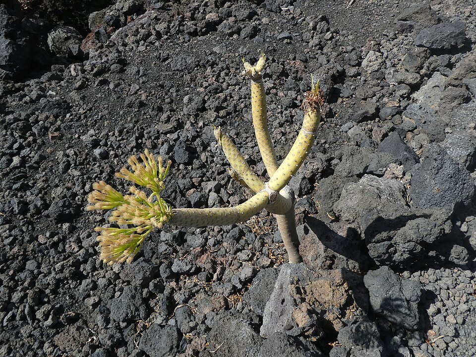 Kleinia neriifolia plant met lange groene bladeren in een kleigrond setting.