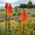 Rode en gele Kniphofia bloemen in bloei.