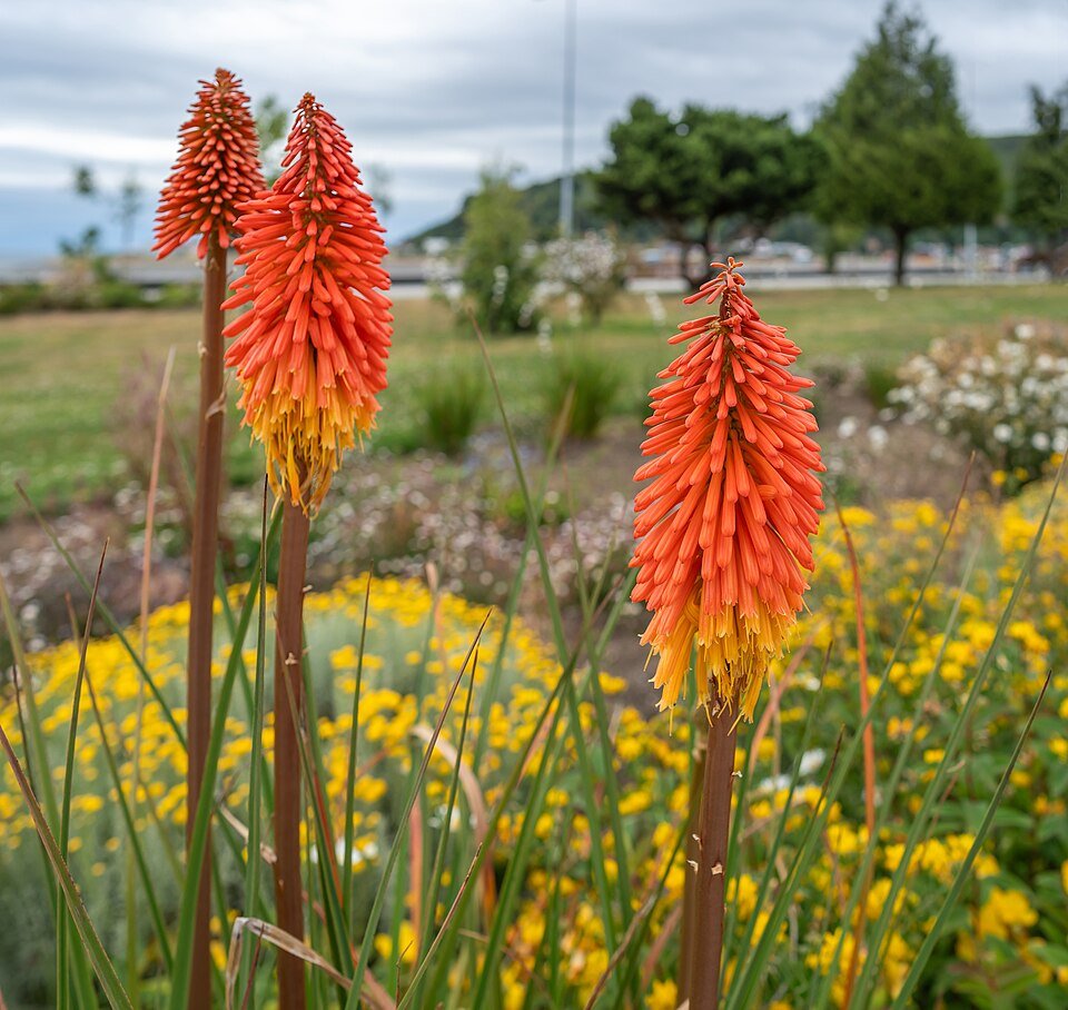 Rode en gele Kniphofia bloemen in bloei.