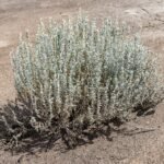 Krascheninnikovia lanata plant in zonnige Badlands Interpretative Trail, Drumheller, Alberta.
