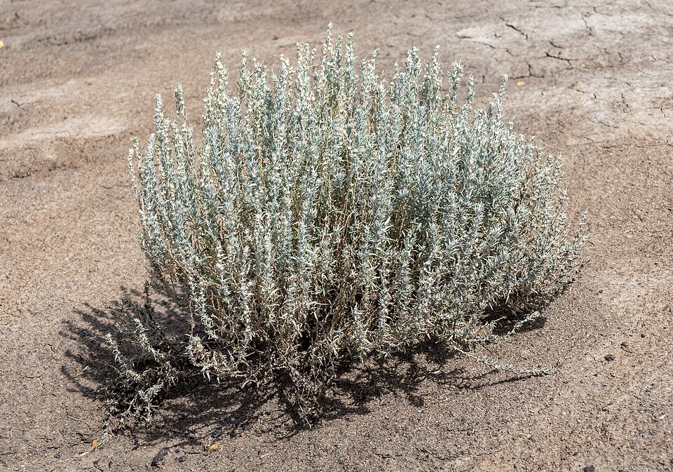 Krascheninnikovia lanata plant in zonnige Badlands Interpretative Trail, Drumheller, Alberta.