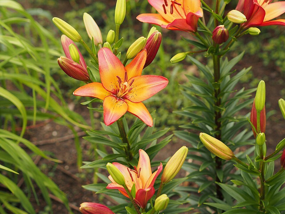 Prachtige LA-hybride lelie in volle bloei met roze en witte bloemblaadjes.