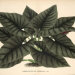Alocasia nebula plantillustratie met groene bladeren en gestreepte patronen