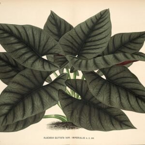 Alocasia nebula plantillustratie met groene bladeren en gestreepte patronen