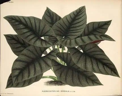 Alocasia nebula plantillustratie met groene bladeren en gestreepte patronen