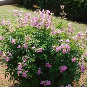 Roze trompetwinde bloemen in volle bloei.