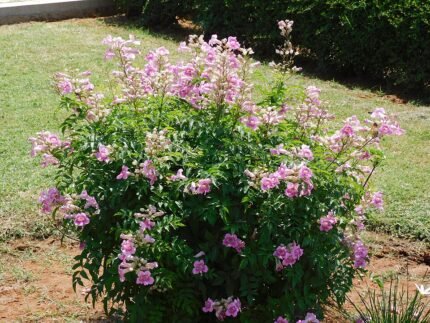 Roze trompetwinde bloemen in volle bloei.