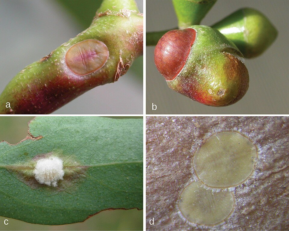 Eucalyptus mannifera boom met zilvergroene bladeren, rode bloemknoppen en schilferige schors.