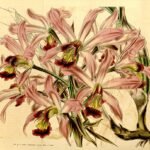Laelia superbiens orchidee met paarse bloemen in botanische illustratie.