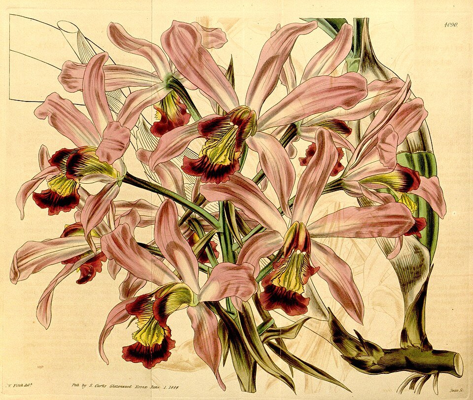 Laelia superbiens orchidee met paarse bloemen in botanische illustratie.