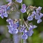 Bloeiende Nepeta nepetella plant met paarse bloemen en groene bladeren.