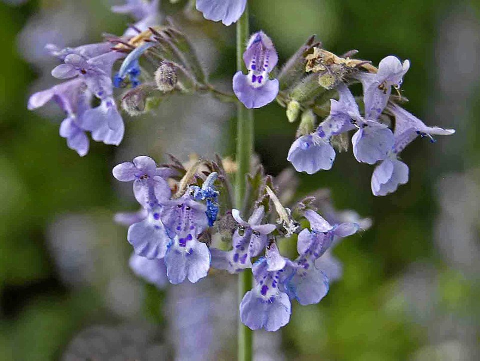 Bloeiende Nepeta nepetella plant met paarse bloemen en groene bladeren.