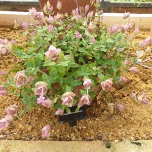 Origanum amanum kruidenplant met paarse bloemen.
