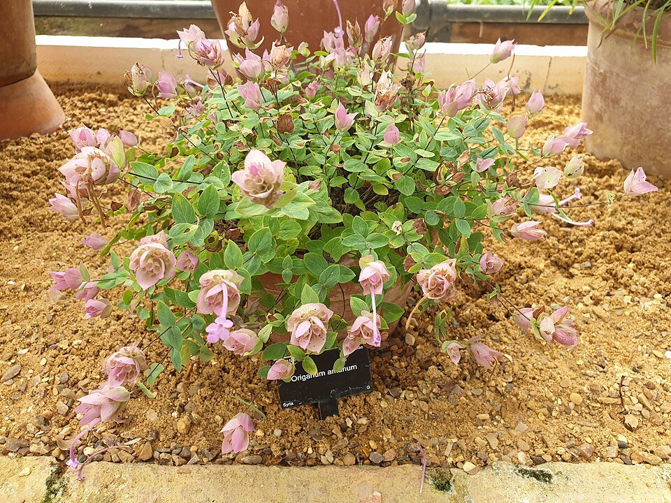 Origanum amanum kruidenplant met paarse bloemen.