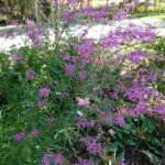 Origanum laevigatum plant in bloei op een zonnige dag