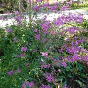 Origanum laevigatum plant in bloei op een zonnige dag