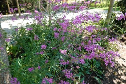Origanum laevigatum plant in bloei op een zonnige dag