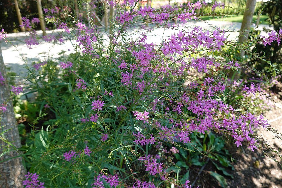 Origanum laevigatum plant in bloei op een zonnige dag