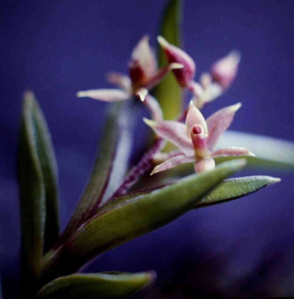 Bloeiende Epidendrum microphyllum orchidee met kleine groene bloemen.