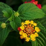 Lantana bloem en bladeren in close-up, paarse en gele tinten.