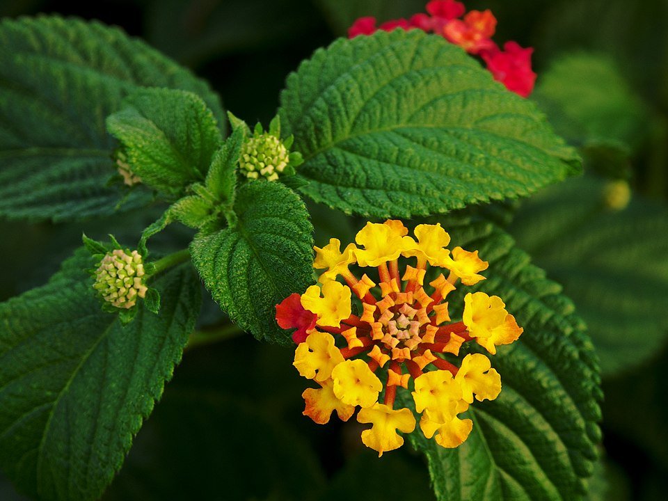 Lantana bloem en bladeren in close-up, paarse en gele tinten.