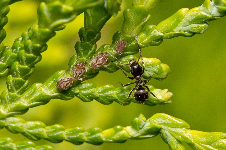 Thuja occidentalis boom met groene naalden en kegels.