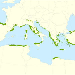 Illustratie van een laurier (Laurus nobilis) plant met groenblijvende bladeren.