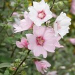 Prachtige Lavatera Barnsley C bloem in volle bloei.