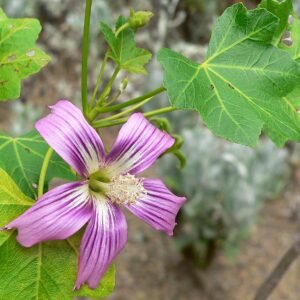 Lavatera assurgentiflora bloemen en bladeren in zonlicht.