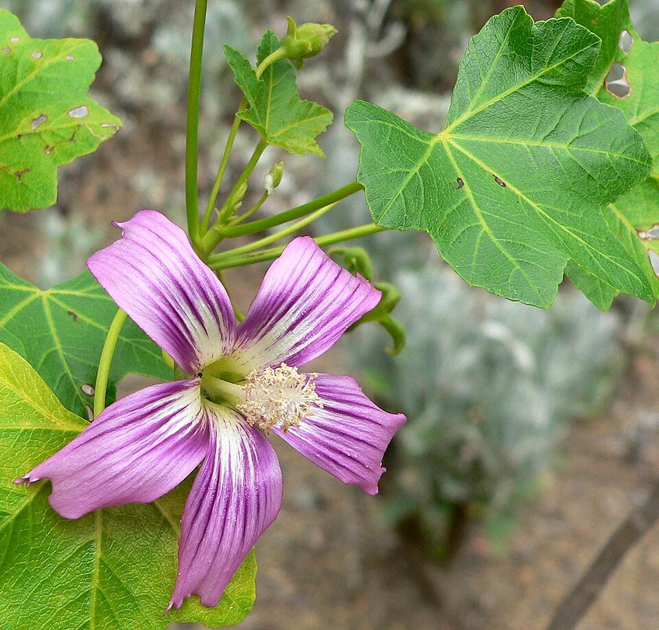 Lavatera assurgentiflora bloemen en bladeren in zonlicht.