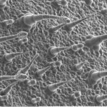 Close-up van Siertabak plantblad met epidermis.