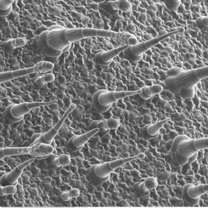 Close-up van Siertabak plantblad met epidermis.