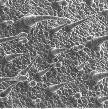 Close-up van Siertabak plantblad met epidermis.