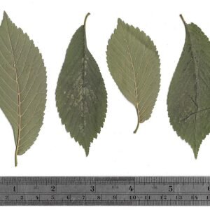 Leaf of Ulmus minor 'Cucullata' with asymmetrical shape and green color.