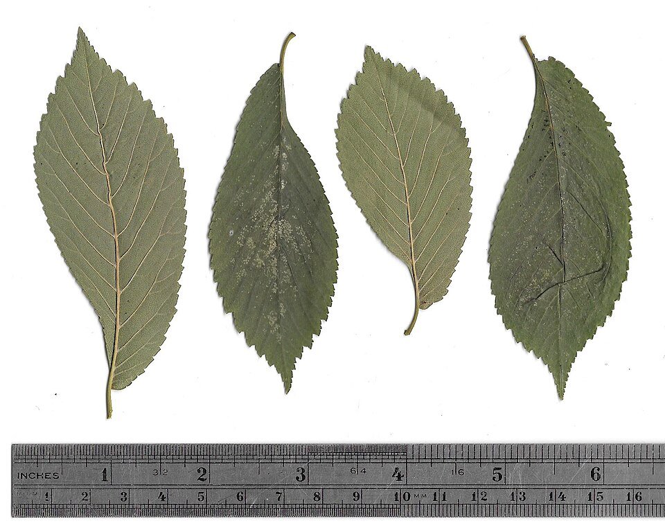 Leaf of Ulmus minor 'Cucullata' with asymmetrical shape and green color.