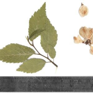 Close-up van bladeren en samara's van Ulmus 'Myrtifolia'.