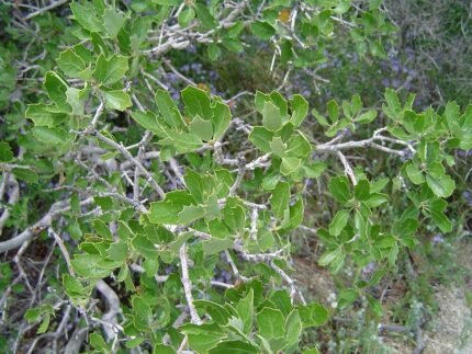 Bladeren van Californische struikeik op kleigrond.