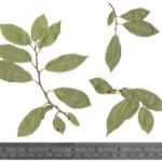 Close-up van bladeren van Ulmus pumila 'Poort Bulten'.