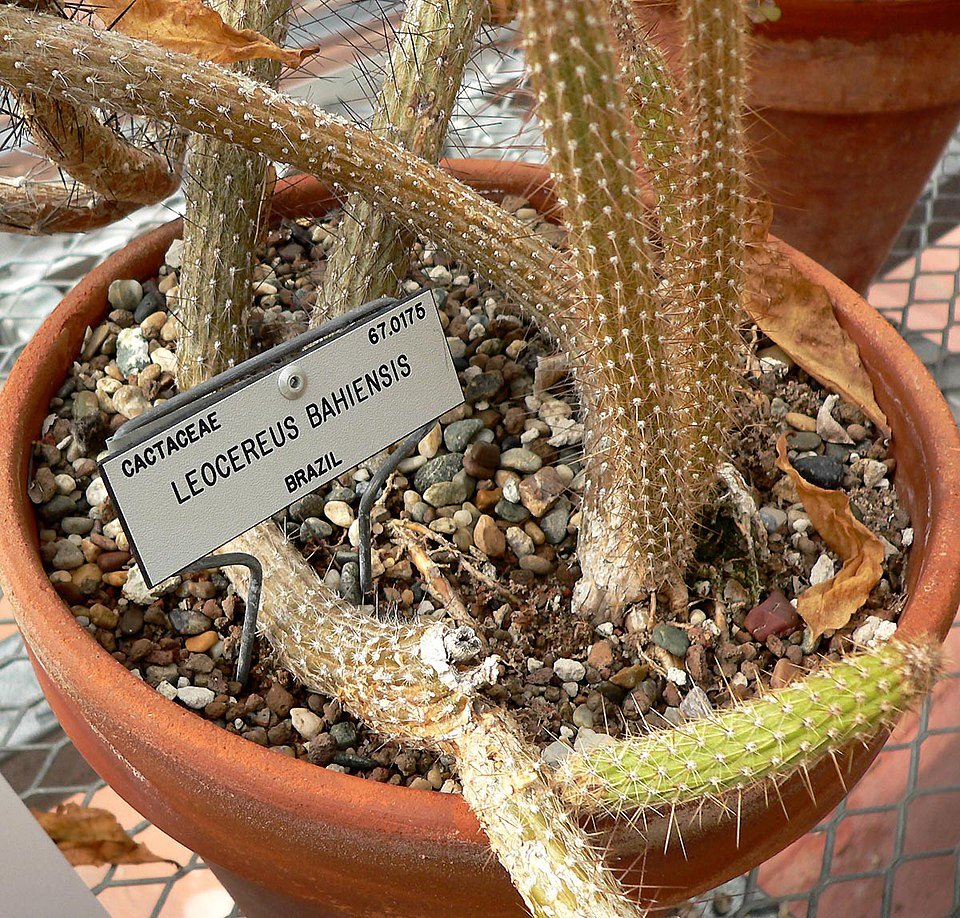 Leocereus bahiensis cactus met lange stekels en helder groene kleur.