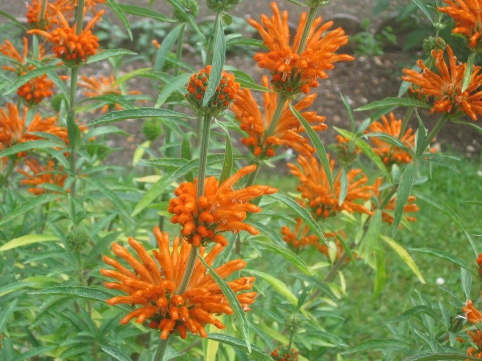 Oranje Leonotis leonurus plant met felgekleurde bloemaren.